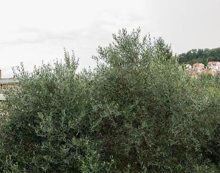 Wild Zagara Appartement La Spezia Buitenkant foto